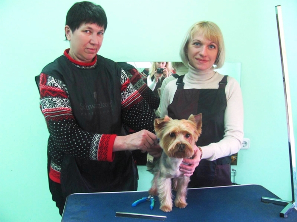 Начинающие грумеры