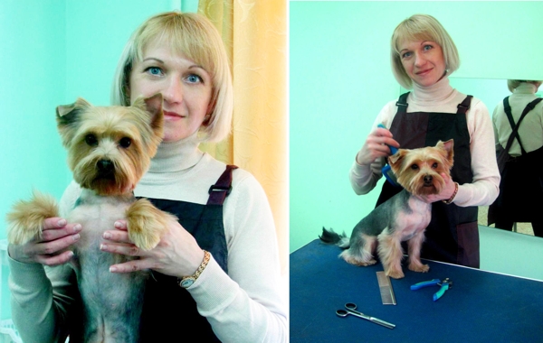 Стрижка йорка у начинающего грумера