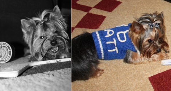 Победитель фотоконкурса домашних питомцев болельщиков "Динамо-Минск" йоркширский терьер Кассио Джефри Победитель фотоконкурса домашних питомцев болельщиков "Динамо-Минск" йоркширский терьер Кассио Джефри