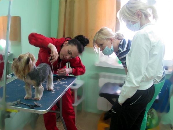 Демонстрация стрижки