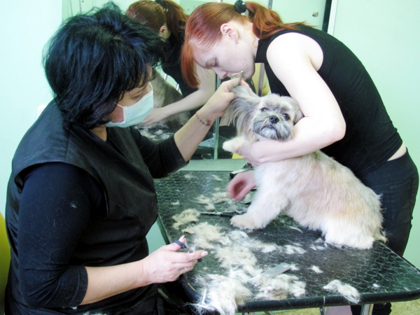 Курсы груминга Курсы груминга