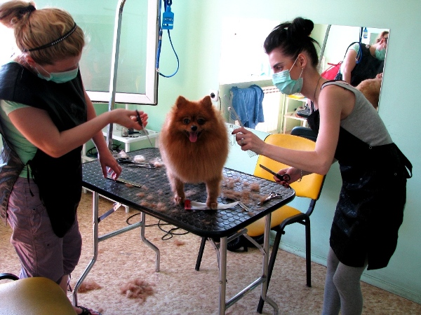 Курсы груминга. Стрижка померанского шпица
