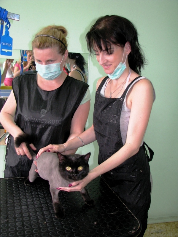 Курсы груминга. Жанна и Валерия обучаются стрижке кота