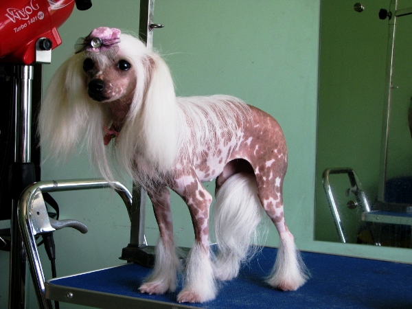 Курсы груминга. Начинающие грумеры стригут китайскую хохлатку