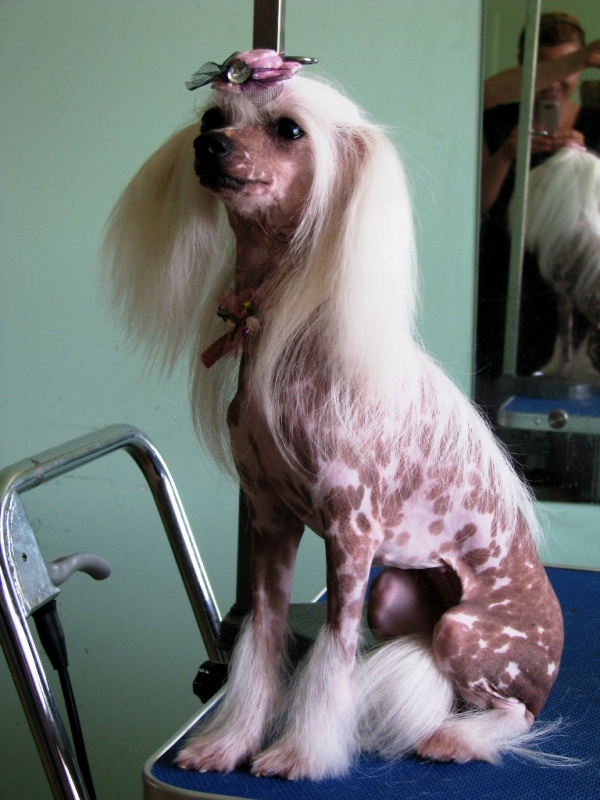 Курсы груминга. Стрижка китайской хохлатки