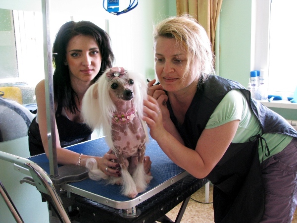 Курсы груминга. Китайская хохлатая собака