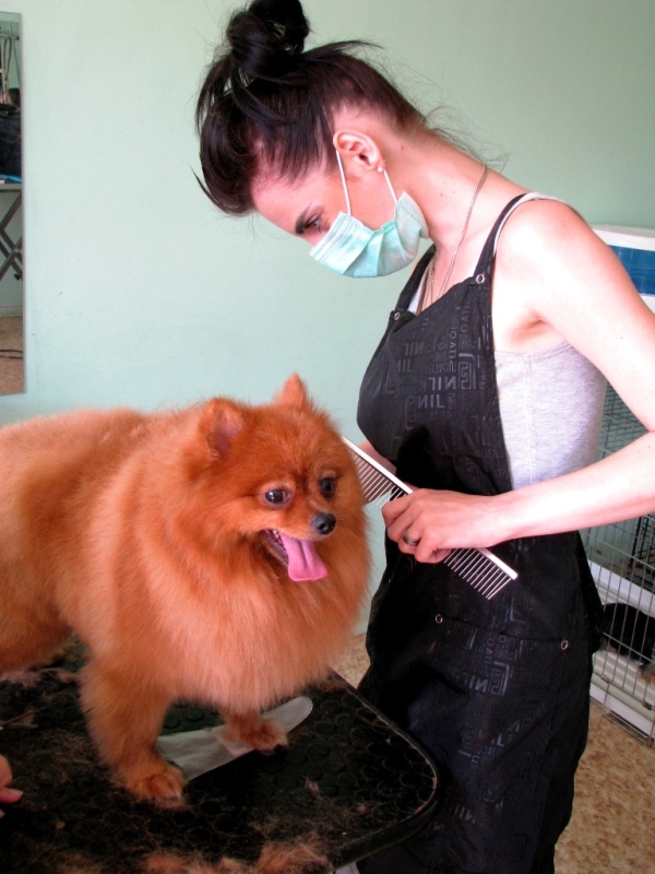 Курсы груминга. Обучение стрижке шпица