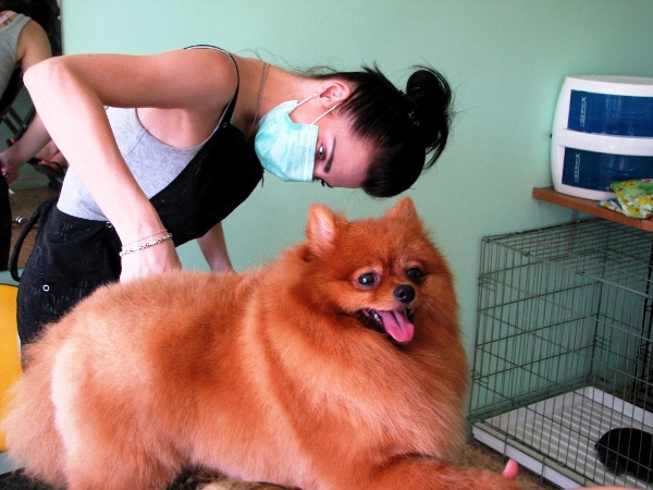 Курсы груминга. Начинающие грумеры стригут шпица