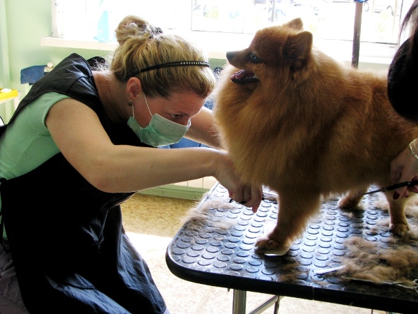 Стрижка шпица на курсах груминга