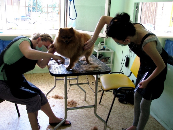 Курсы груминга. Грумеры из Гродно стригут померанского шпица
