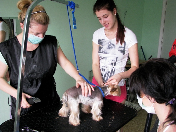 Курсы груминга. Грумеры из Гродно стригут йорка