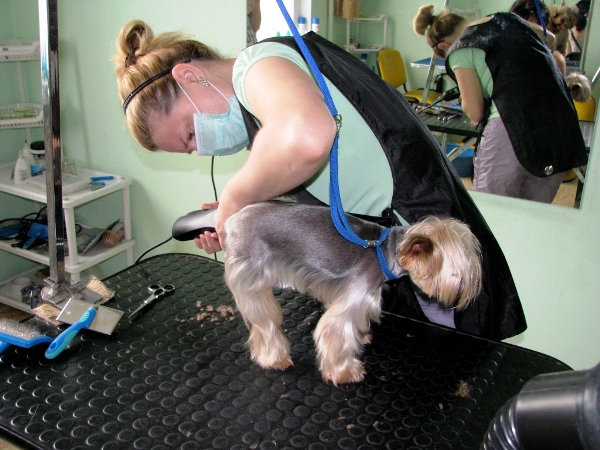 Курсы груминга. Стрижка йорка