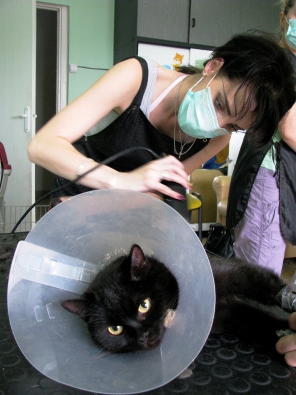 Курсы груминга. Стрижка кота