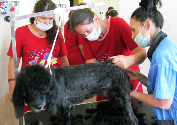 Начинающие грумеры стригут пуделя Начинающие грумеры стригут пуделя