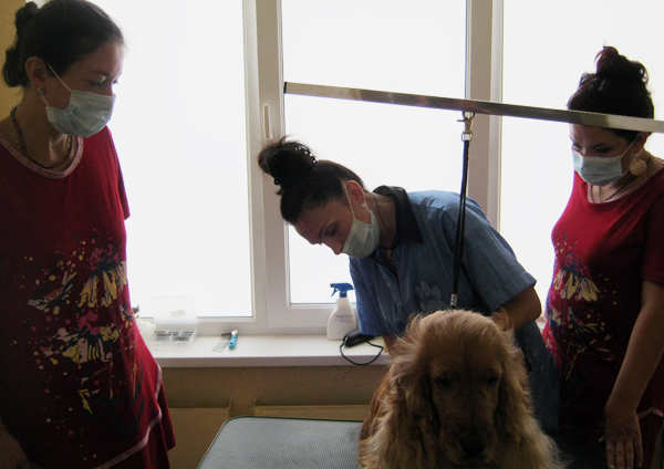 Курсы груминга - обучение стрижке спаниеля Курсы груминга - обучение стрижке спаниеля