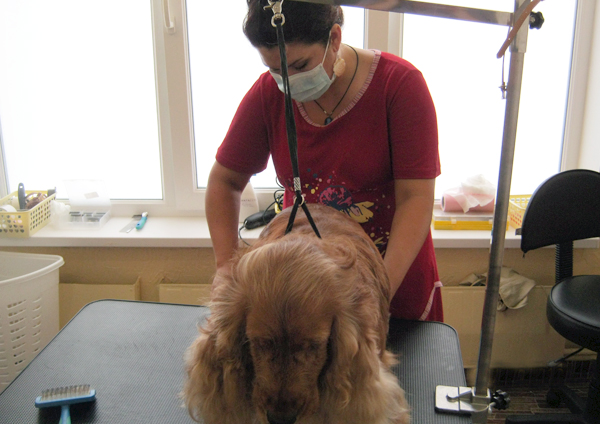 Стрижка спаниеля на курсах груминга Стрижка спаниеля на курсах груминга