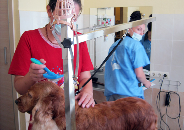 Курсы груминга - стрижка спаниеля Курсы груминга - стрижка спаниеля