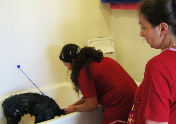 Обучение грумингу - мытье собаки Обучение грумингу - мытье собаки