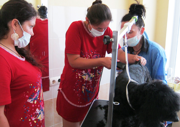 Обучение грумингу - стрижка пуделя Обучение грумингу - стрижка пуделя