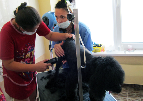 Обучение стрижке пуделя на курсах груминга в Минске Обучение стрижке пуделя на курсах груминга в Минске