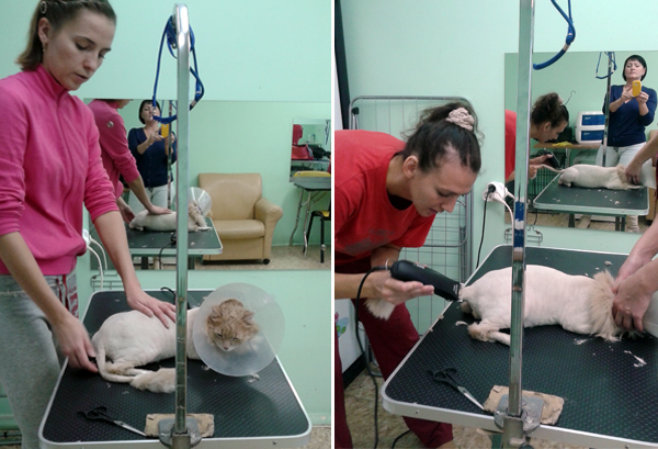 Обучение стрижке кота на курсах груминга Обучение стрижке кота на курсах груминга