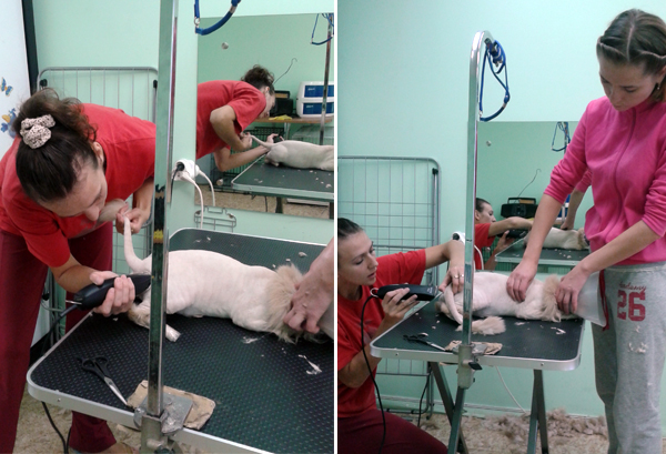 Обучение стрижке кота на курсах грумеров Обучение стрижке кота на курсах грумеров