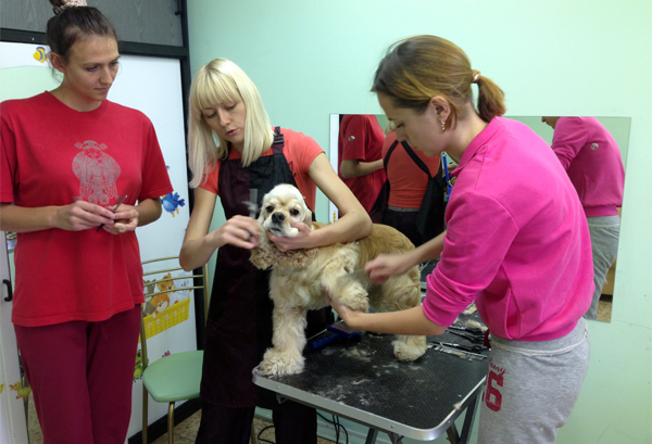 Обучение стрижке спаниеля на курсах грумеров Обучение стрижке спаниеля на курсах грумеров