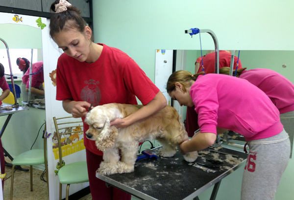 Обучение стрижке спаниеля на курсах груминга Обучение стрижке спаниеля на курсах груминга