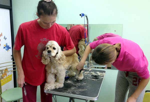 Обучение на курсах груминга стрижке спаниеля Обучение на курсах груминга стрижке спаниеля