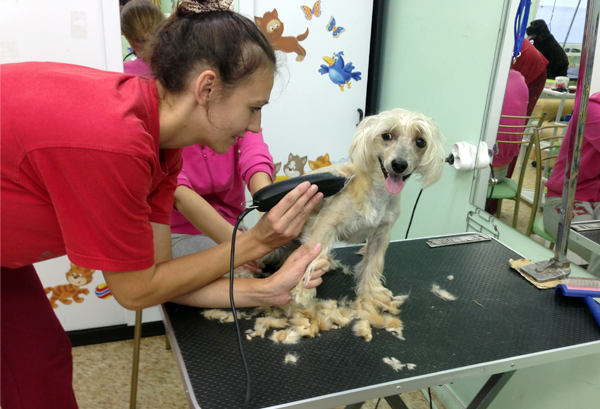 Обучение на курсах груминга стрижке китайской хохлатой Обучение на курсах груминга стрижке китайской хохлатой