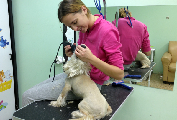 Обучение стрижке китайской хохлатой на курсах грумеров Обучение стрижке китайской хохлатой на курсах грумеров