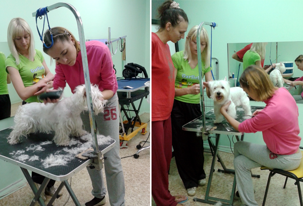Обучение стрижке вест хайленд уайт терьера на курсах грумеров Обучение стрижке вест хайленд уайт терьера на курсах грумеров