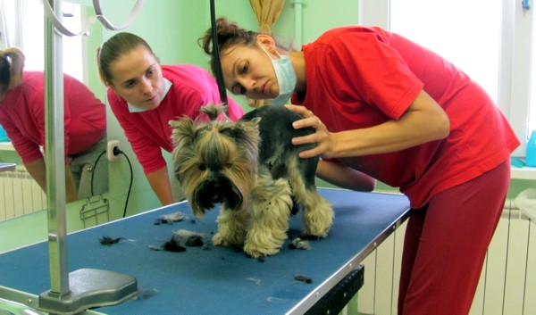 курсы грумеров в Минске: обучение стрижке йорка курсы грумеров в Минске: обучение стрижке йорка