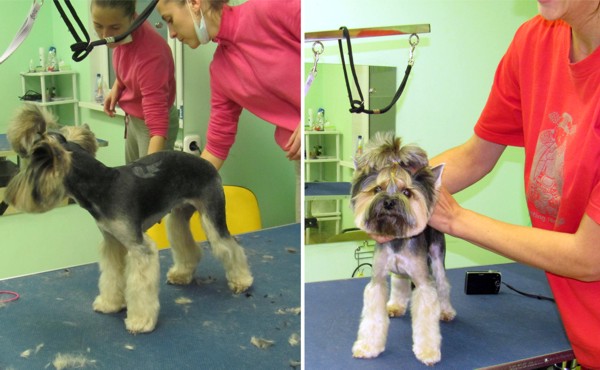 курсы грумеров в Минске: йорк после стрижки курсы грумеров в Минске: йорк после стрижки