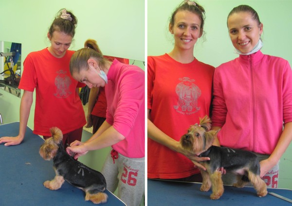 курсы грумеров в Минске: начинающие грумеры с йорком курсы грумеров в Минске: начинающие грумеры с йорком