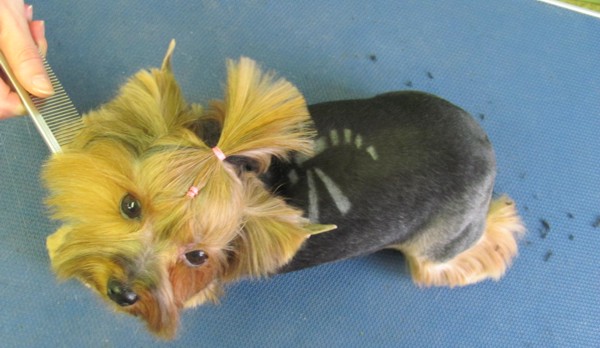 курсы грумеров в Минске: обучение стрижке и выбриванию узоров на спине йорка курсы грумеров в Минске: обучение стрижке и выбриванию узоров на спине йорка