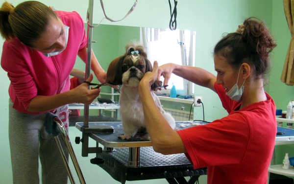 курсы грумеров в Минске: стрижка ши-тцу курсы грумеров в Минске: стрижка ши-тцу