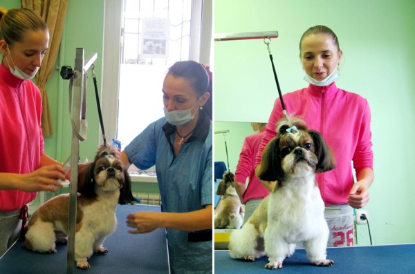 курсы грумеров в Минске: ши-тцу до и после стрижки курсы грумеров в Минске: ши-тцу до и после стрижки