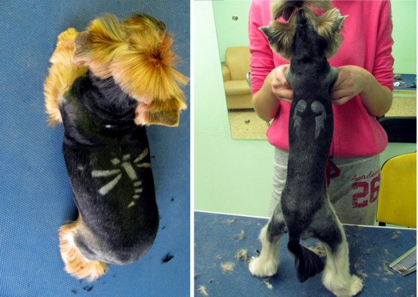 курсы грумеров в Минске: выбривание узоров на спине йорка курсы грумеров в Минске: выбривание узоров на спине йорка