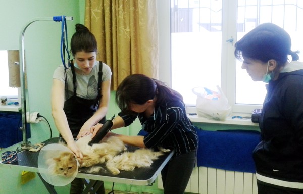 Курсы грумеров. Практика. Стрижка кота Курсы грумеров. Практика. Стрижка кота