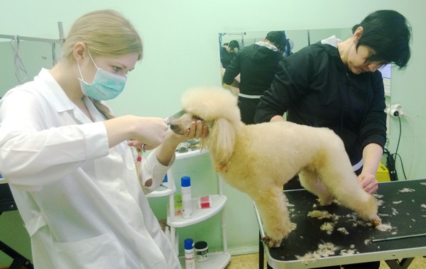 Курсы грумеров. Стрижка пуделя Курсы грумеров. Стрижка пуделя