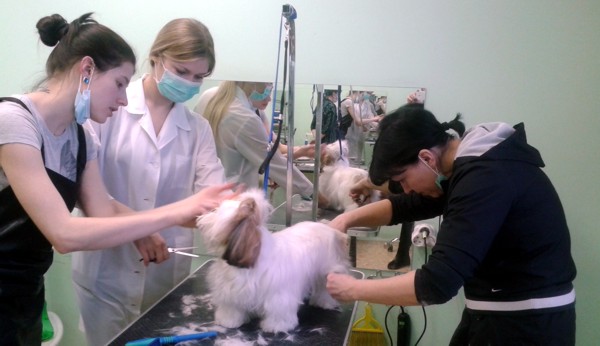 Курсы грумеров. Простая стрижка ши-тцу Курсы грумеров. Простая стрижка ши-тцу