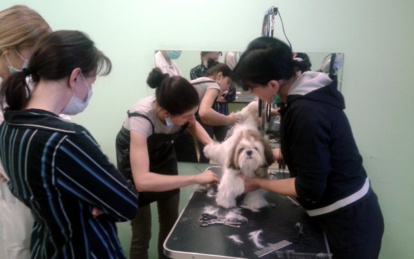 Курсы грумеров. Практика. Стрижка ши-тцу Курсы грумеров. Практика. Стрижка ши-тцу