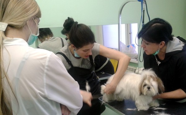 Курсы грумеров. Обучение стрижке ши-тцу Курсы грумеров. Обучение стрижке ши-тцу