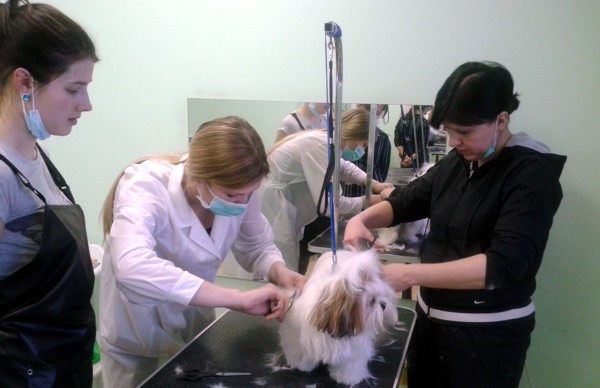 Курсы грумеров. Комплексный уход за ши-тцу Курсы грумеров. Комплексный уход за ши-тцу