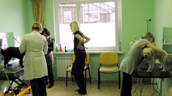 Курсы груминга - групповые занятия Курсы груминга - групповые занятия