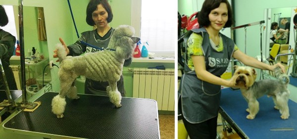Курсы груминга в Минске - пудель и йорк после стрижки Курсы груминга в Минске - пудель и йорк после стрижки