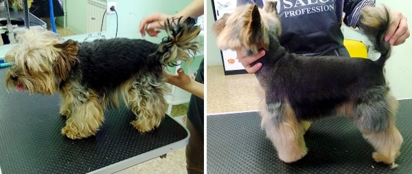Курсы груминга в Минске - йорк до и после стрижки Курсы груминга в Минске - йорк до и после стрижки