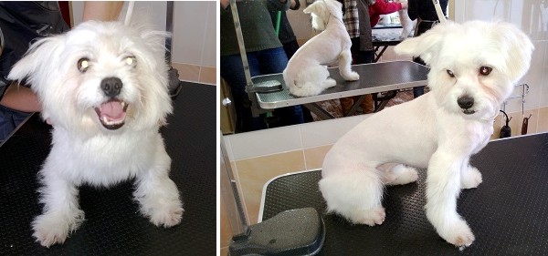 Курсы груминга в Минске - мальтийская болонка до и после стрижки Курсы груминга в Минске - мальтийская болонка до и после стрижки