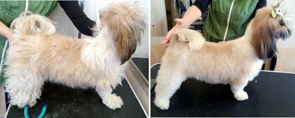 Курсы груминга в Минске - пекинес до и после стрижки Курсы груминга в Минске - пекинес до и после стрижки